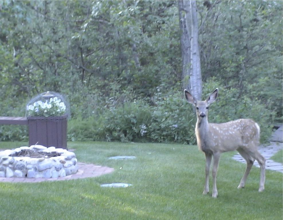Redwood Meadows Bed And Breakfast Bragg Creek Eksteriør bilde