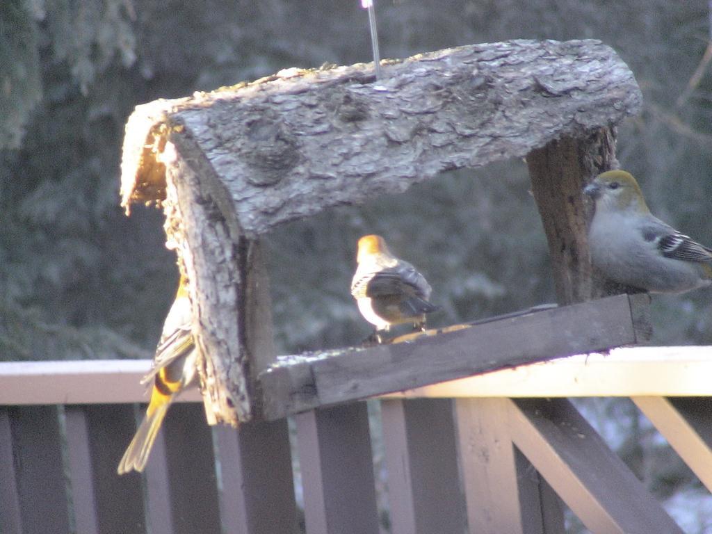 Redwood Meadows Bed And Breakfast Bragg Creek Eksteriør bilde